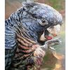 Black Cockatoo Fleece Blanket